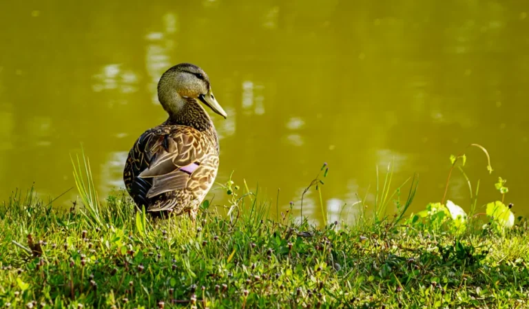 Quack AI (Q402) anuncia integração com Cursor em 27 de julho de 2026